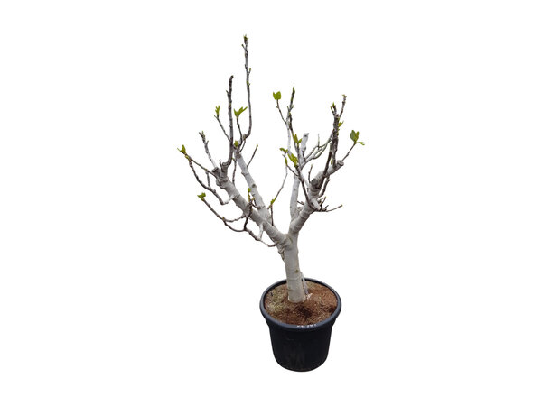 Ficus carica (vijgenboom)