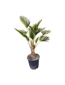  Trachycarpus wagnerianus (stam 30 cm)