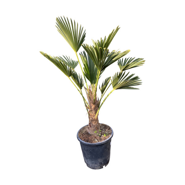 Trachycarpus wagnerianus (stam 20-30 cm)