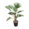  Trachycarpus wagnerianus (stamhoogte 30-40 cm)