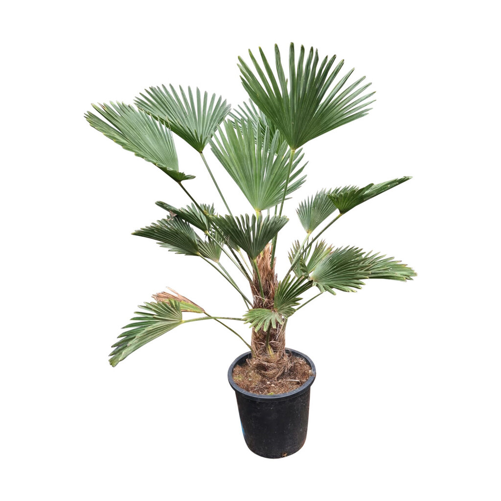 Trachycarpus wagnerianus (stamhoogte 30-40 cm)