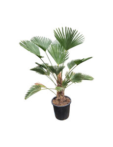  Trachycarpus wagnerianus (stamhoogte 30-40 cm)