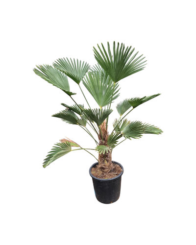  Trachycarpus wagnerianus (stamhoogte 30-40 cm)