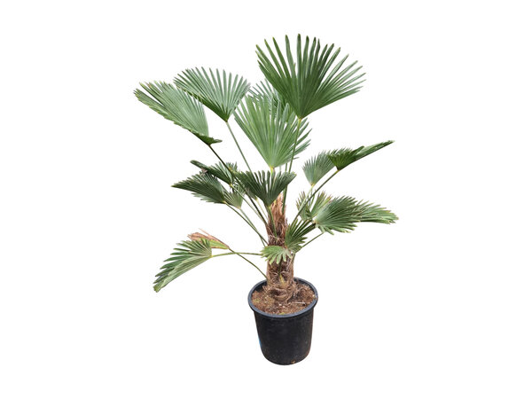 Trachycarpus wagnerianus (stamhoogte 30-40 cm)