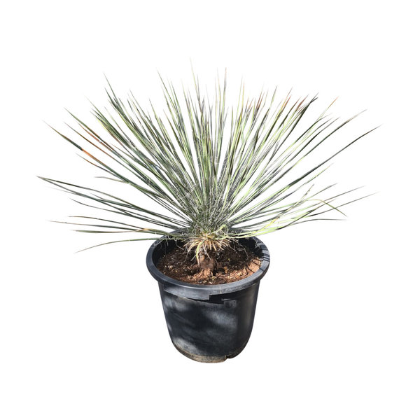 Yucca elata (50-60 cm)