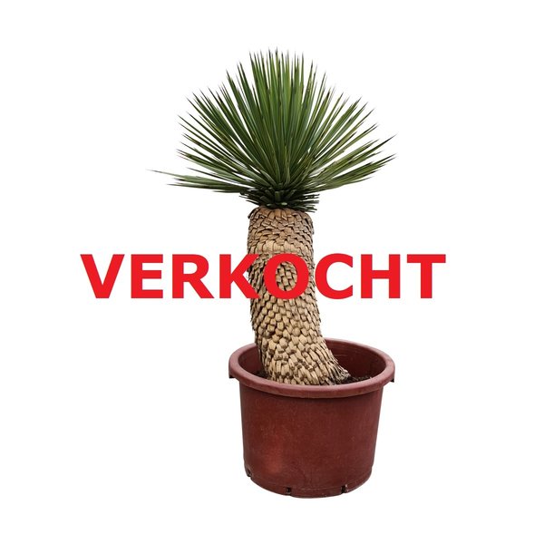 Yucca Hybride