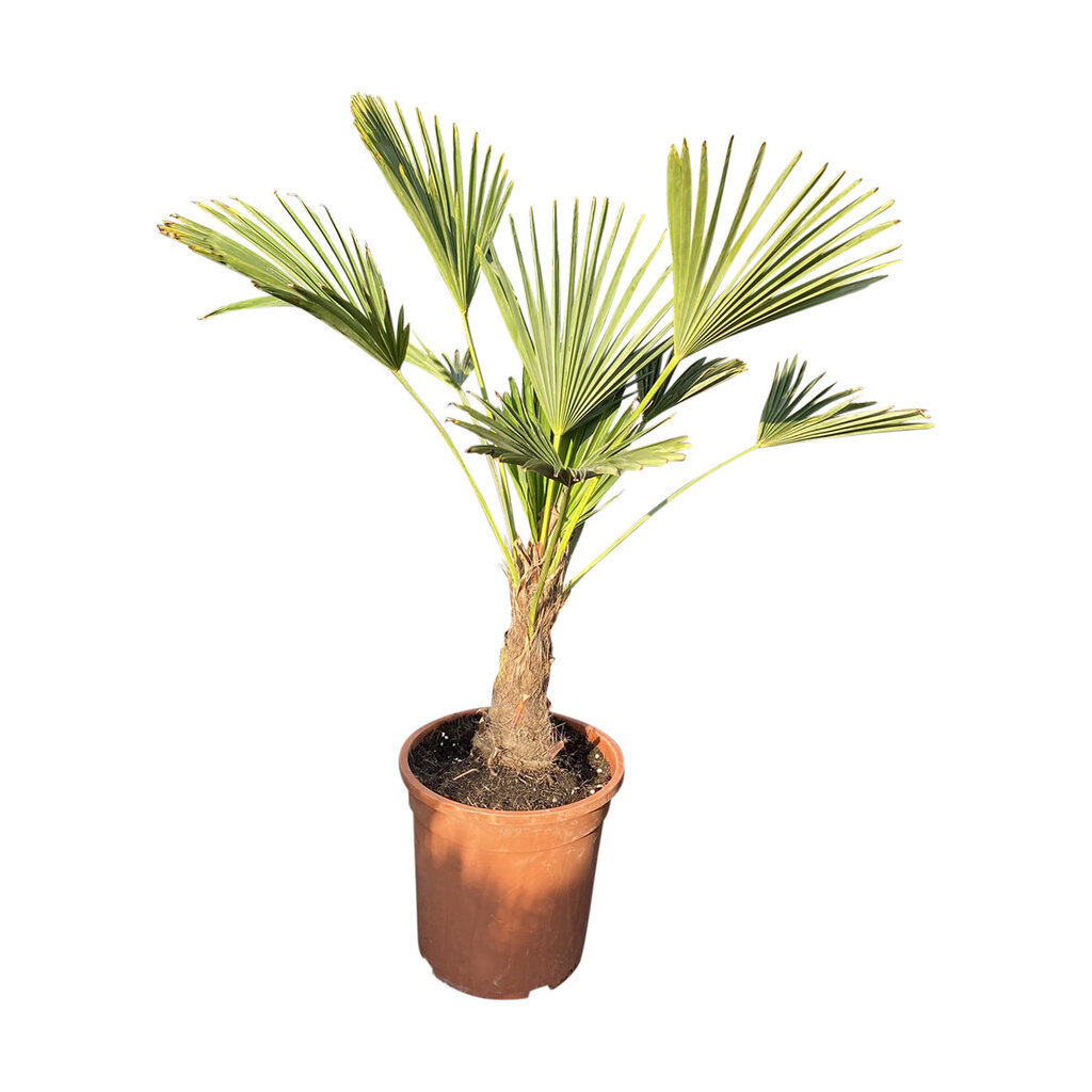 Trachycarpus wagnerianus MINI