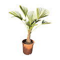 Trachycarpus wagnerianus MINI