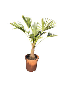 Trachycarpus wagnerianus MINI
