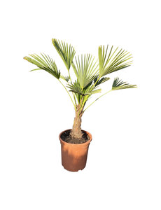 Trachycarpus wagnerianus MINI