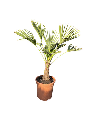  Trachycarpus wagnerianus MINI