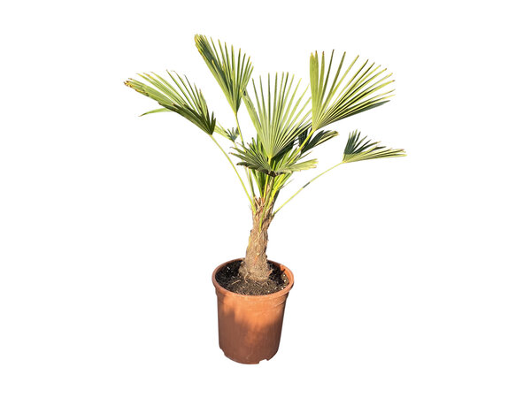 Trachycarpus wagnerianus MINI