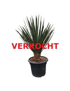  Yucca decipiens 150-175 cm AAA