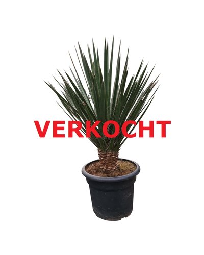Yucca decipiens 150-175 cm AAA