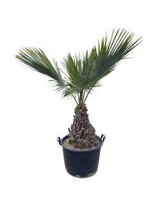  Brahea armata  stamhoogte (60/70 cm)