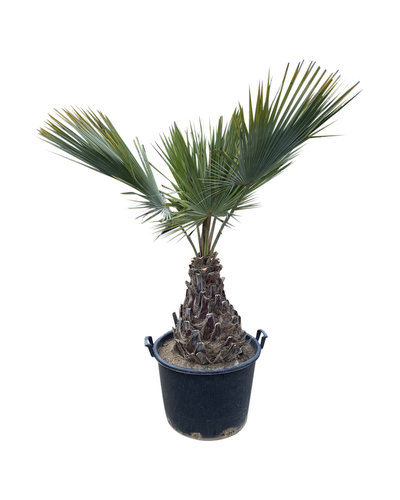  Brahea armata  stamhoogte (60/70 cm)