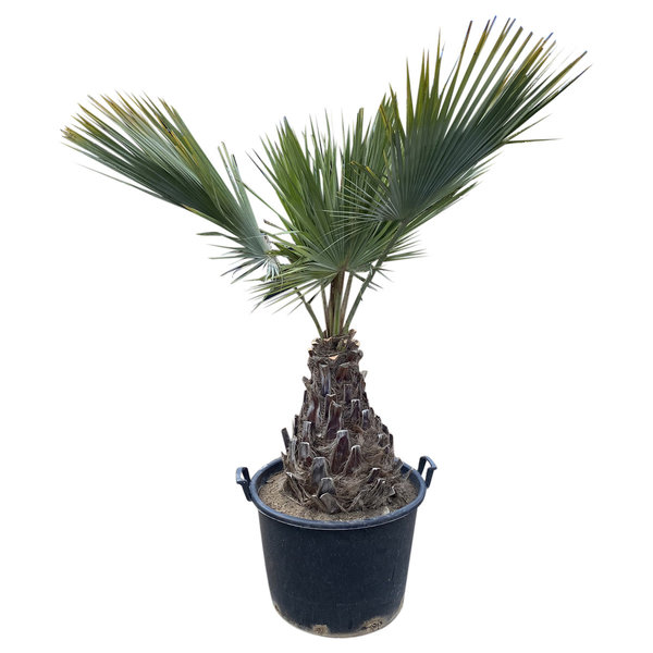 Brahea armata stamhoogte (60/70 cm)