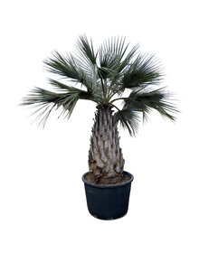 Brahea armata (NO:5)