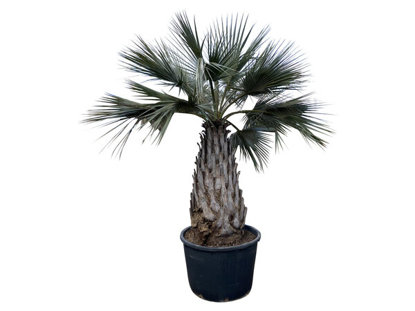 Brahea armata (NO:5)