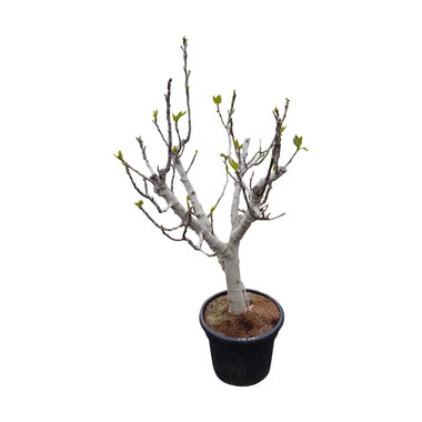 Ficus carica (vijgenboom)