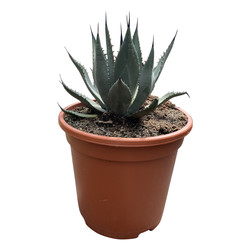 Agave parryi var. Neomexicana