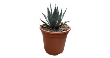 Agave parryi var. Neomexicana