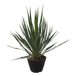 Yucca gloriosa