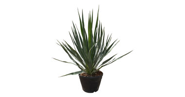 Yucca gloriosa