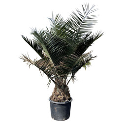 Jubaea chilensis Jubaea chilensis