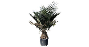 Jubaea chilensis