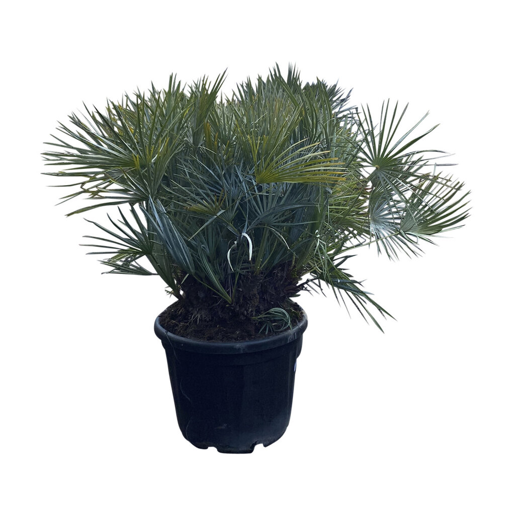 Chamaerops humilis "cerifera" (CHC-3)