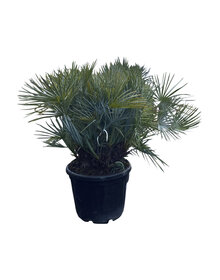 Chamaerops humilis "cerifera" (CHC-3)