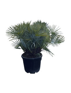  Chamaerops humilis "cerifera" pot 50 liter