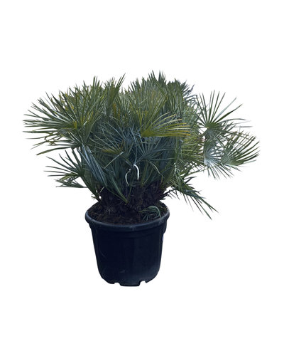  Chamaerops humilis "cerifera" pot 50 liter