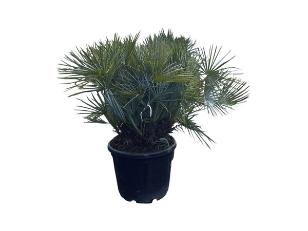 Chamaerops humilis "cerifera" pot 50 liter