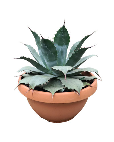  Agave Blue Brian (schaal 50 cm)