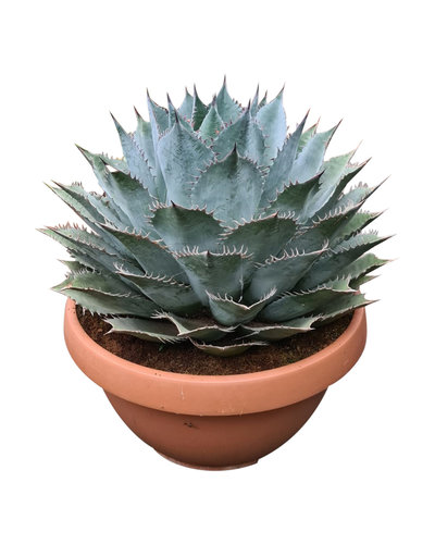  Agave Parrasana "Meat Claw" (schaal 50 cm)