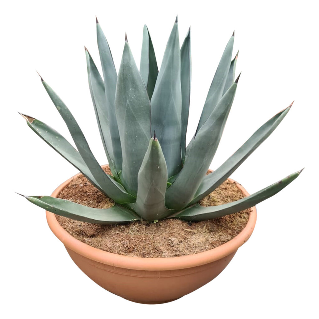 Agave sharkskin (schaal 50 cm)