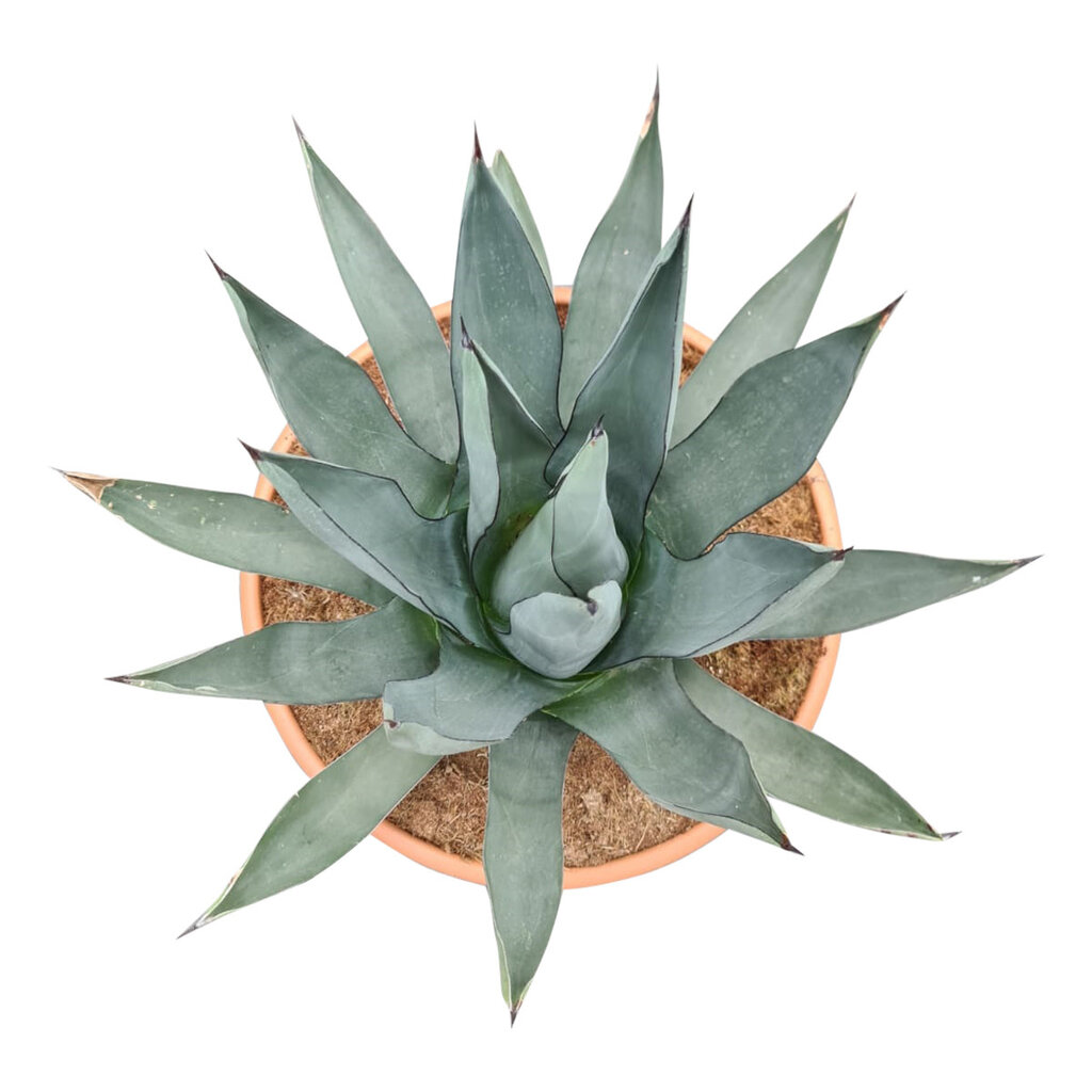 Agave sharkskin (schaal 50 cm)