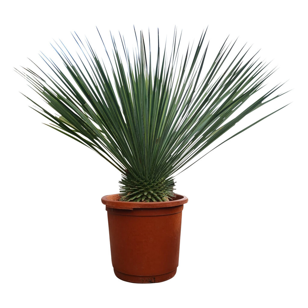 Yucca rostrata "Superior" 60-70 cm