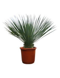  Yucca rostrata "Superior" 60-70 cm