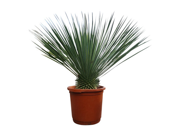 Yucca rostrata "Superior" 60-70 cm