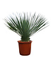  Yucca rostrata "Superior" 60-70 cm