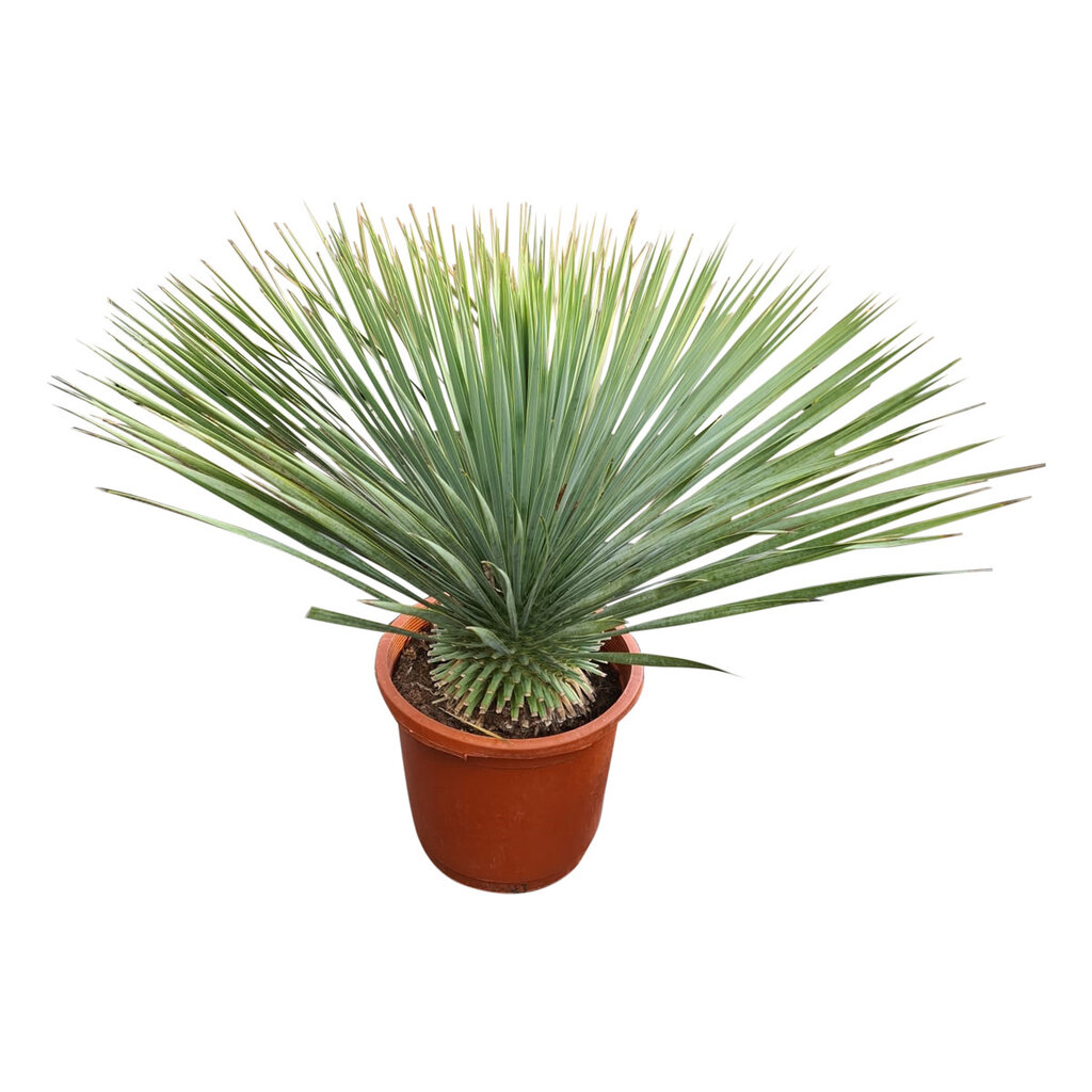 Yucca rostrata "Superior" 60-70 cm