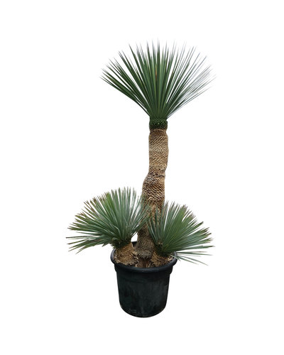 Yucca rostrata "Multitrunc" (NO:9)