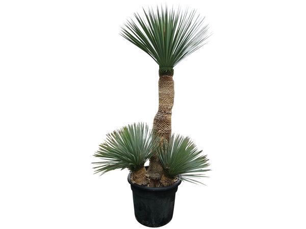 Yucca rostrata "Multitrunc" (NO:9)
