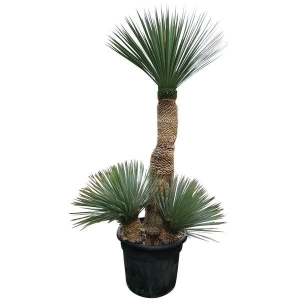 Yucca rostrata "Multitrunc" (NO:9)