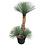 Yucca rostrata "Multitrunc" (NO:9)