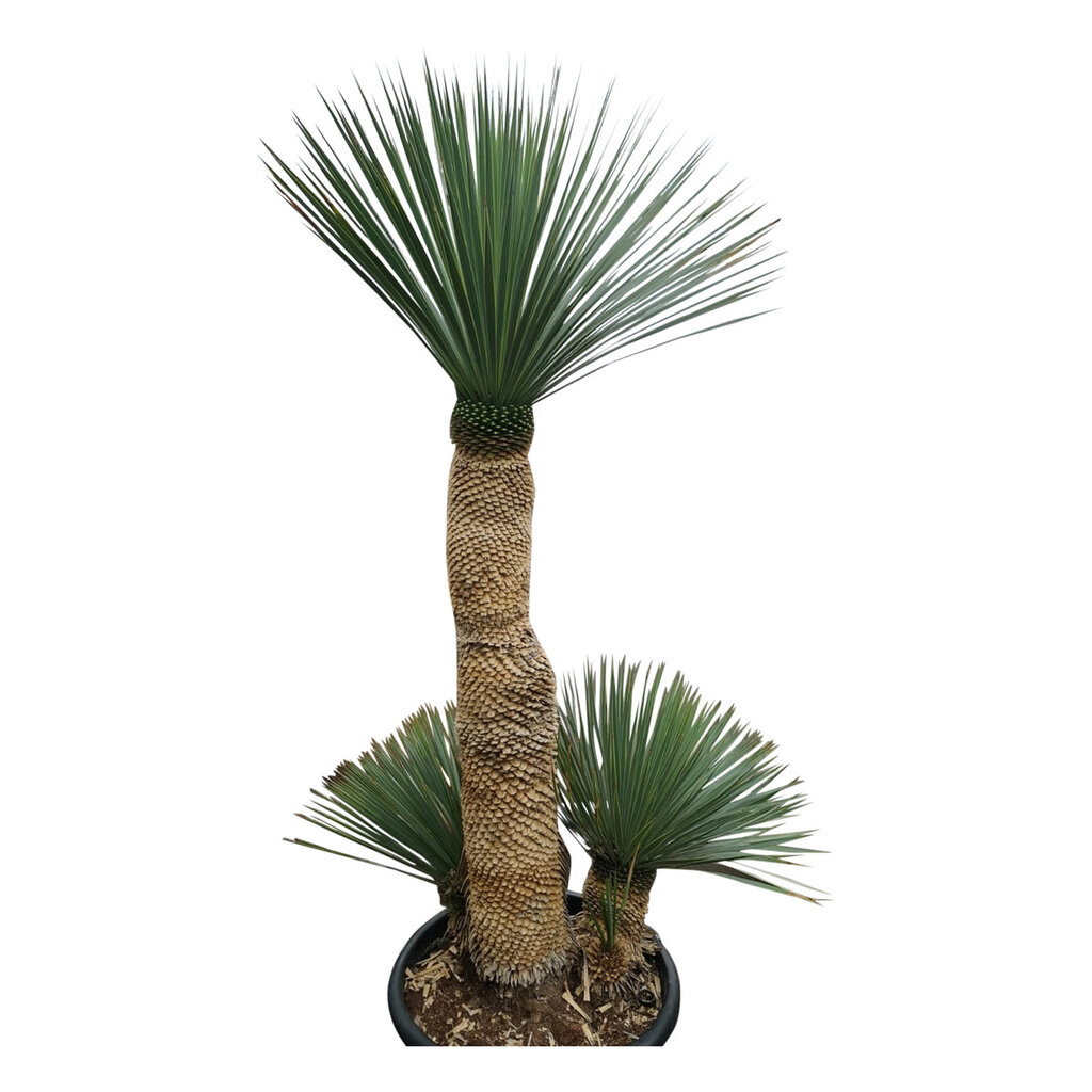 Yucca rostrata "Multitrunc" (NO:9)