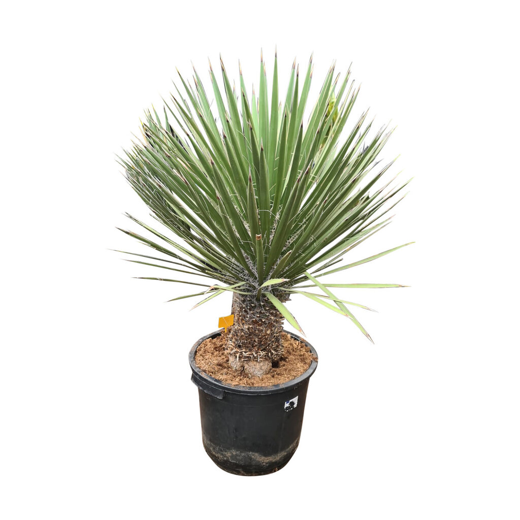 Yucca potosina 120 cm